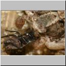 Xysticus sp - Krabbenspinne 03b 6-7mm Lehmgrube.jpg